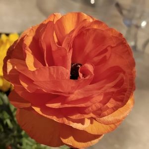 Meet your Posher, Scraptastic mama